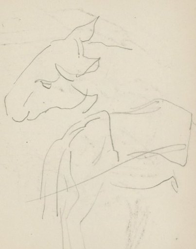 Horse and a head of a donkey
