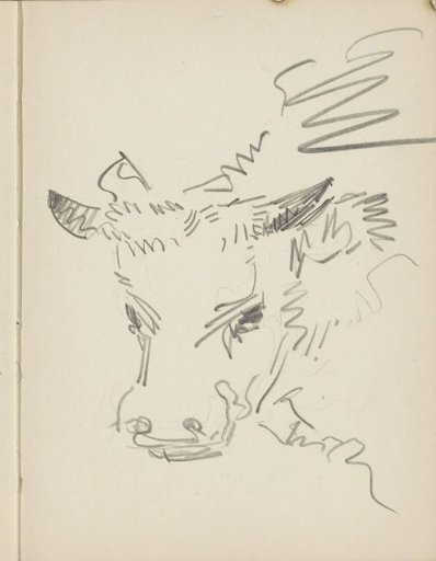 Head of a cow