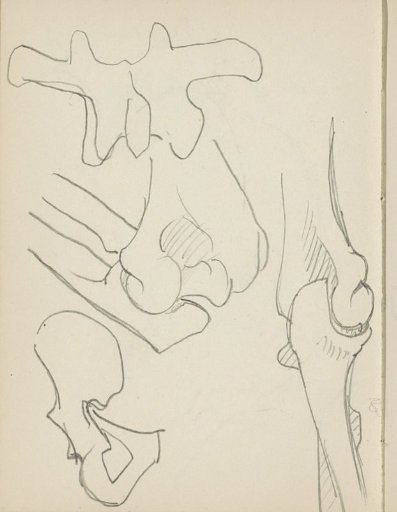 Bones of the human body