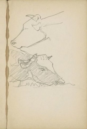 Two cow heads
