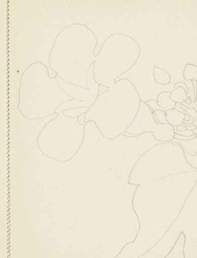 Flower and a leaf