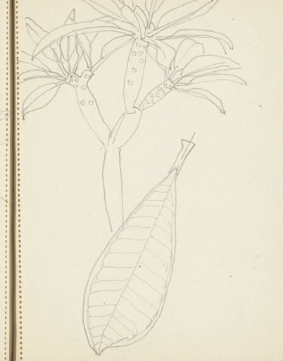 Flower and leaf