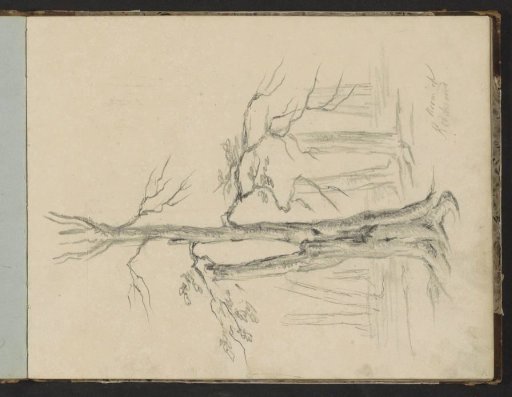 Trees on the Rhederoord Estate