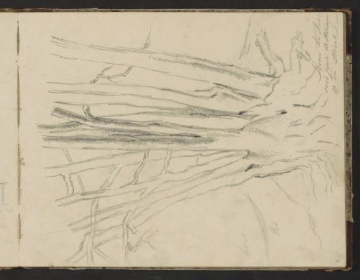 Tree with thirteen trunks on the Rhederoord Estate
