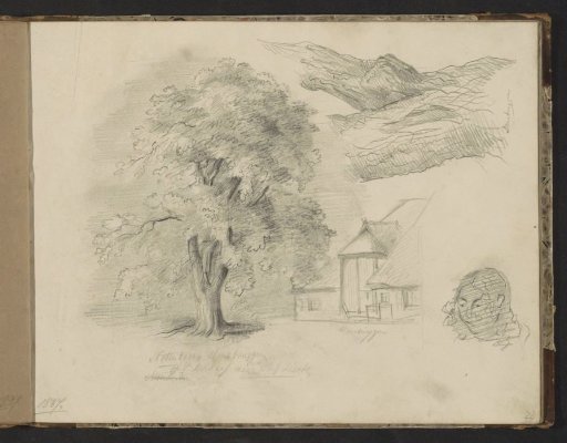 Walnut tree in Donsbrüggen near Cleves