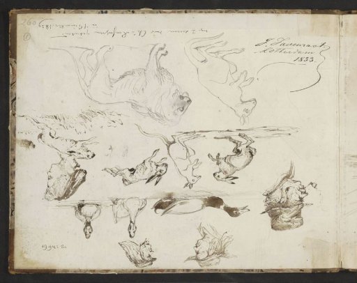 Men's and women's heads, hares, ducks and a lion