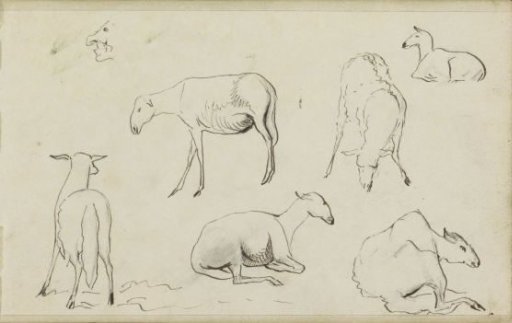 Sheep