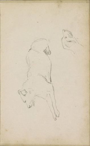 Lying dog and a dog's head