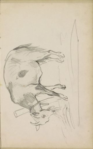 Grazing goat near a pile