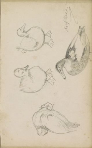 Ducks