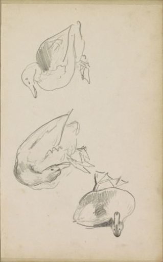 Ducks