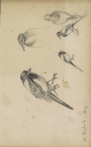 Magpies