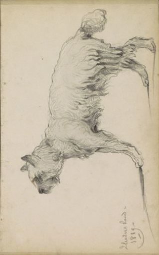 Shepherd dog