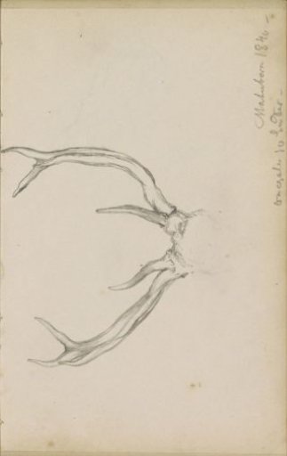Antlers