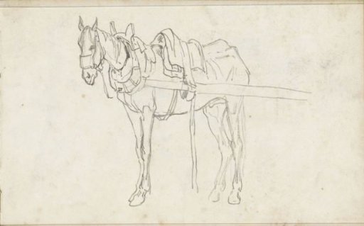 Saddled Draft Horse