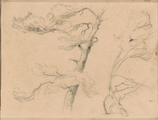 Tree branches