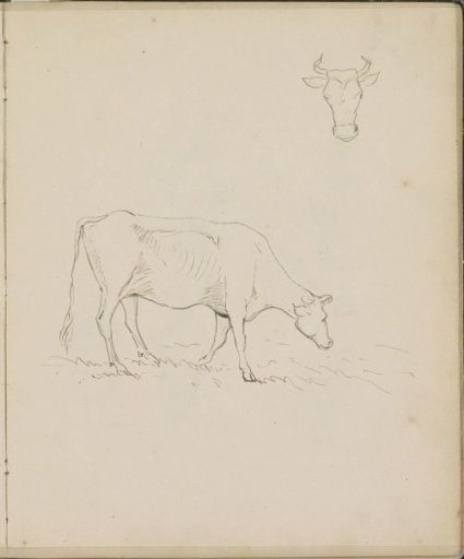 Head of a cow and a grazing cow