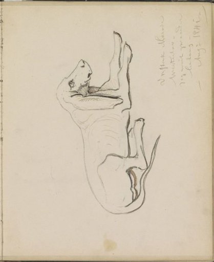 Recumbent dog