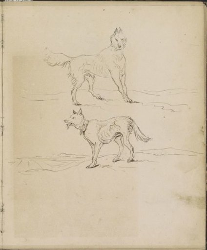 Dogs