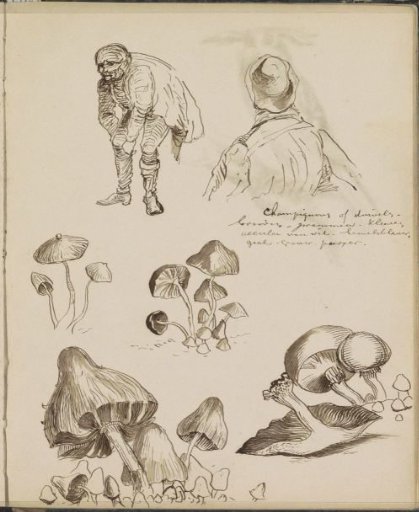 Mushrooms