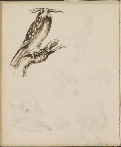 Owl on a branch