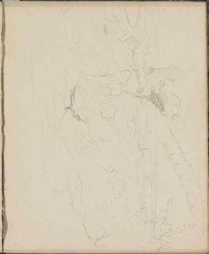 Hilly landscape with trees
