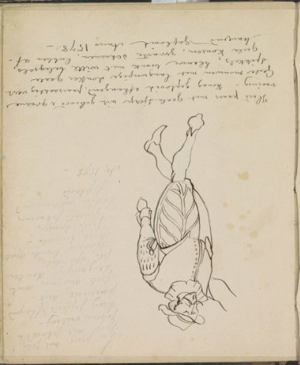 Man in historical costume, c. 1578