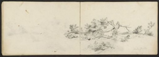 Heath with a tree with flattened branches