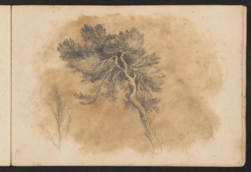 Tree near Cleves