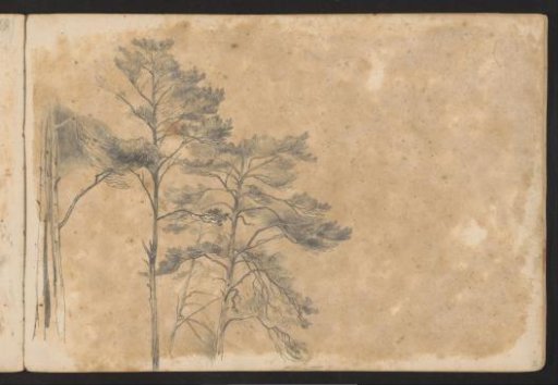 Tree Tops
