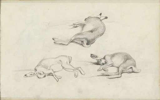 Three dead hares