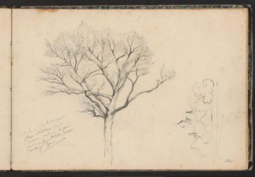 Nut tree near Antwerp and a city view with a church