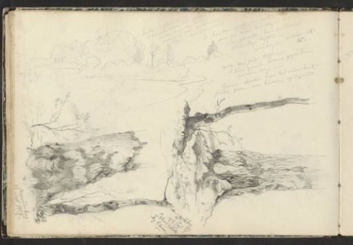 Tree trunks and a landscape with beech trees near Schottheide