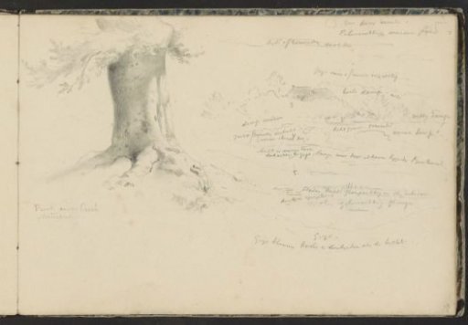 Beech tree at the Carré near Materborn