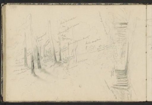 Forest paths near Rozendaal