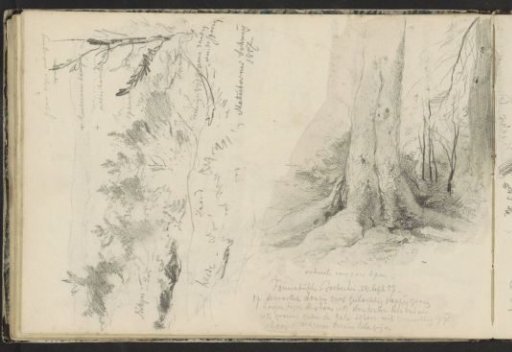 Gocher heath and pines in the Tannenbusch