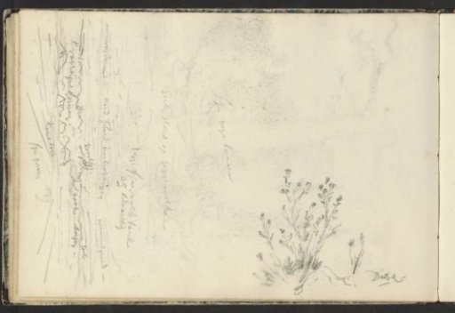 Heath Landscape and Beech Tree