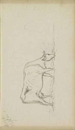 Grazing cow
