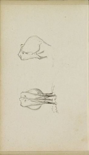 Cow, seen from behind and from the side