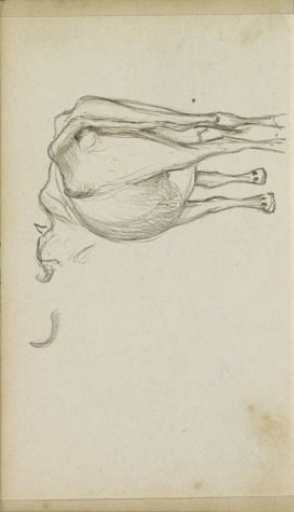 Cow, seen from behind