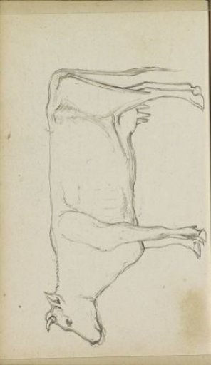 Cow, seen from the side