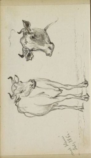 Cow and a cow's head
