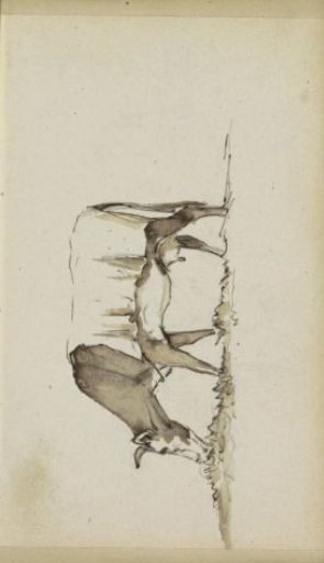 Grazing Cow, Seen from the Side