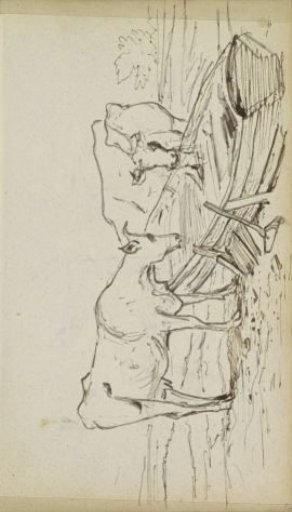 Cows at a feeding trough