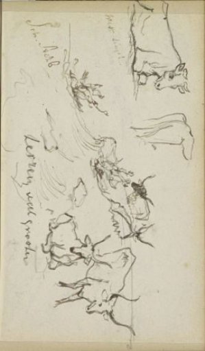Cows