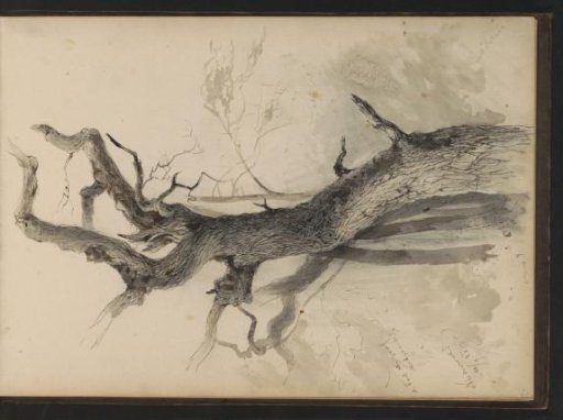 Oak tree in Niederwald