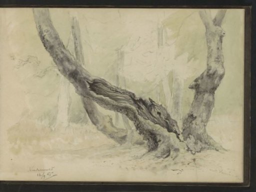 Trunks of oak trees in Niederwald