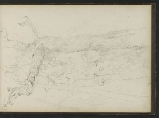 Tree trunk