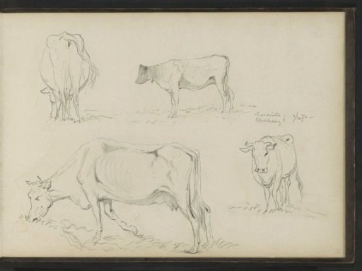 Cow, seen from various angles