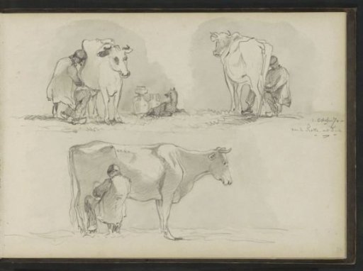 Farmer milking a cow